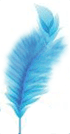 A blue feather is shown on the white background.