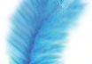 A blue feather is shown in this picture.