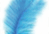 Blue feather on a white background.